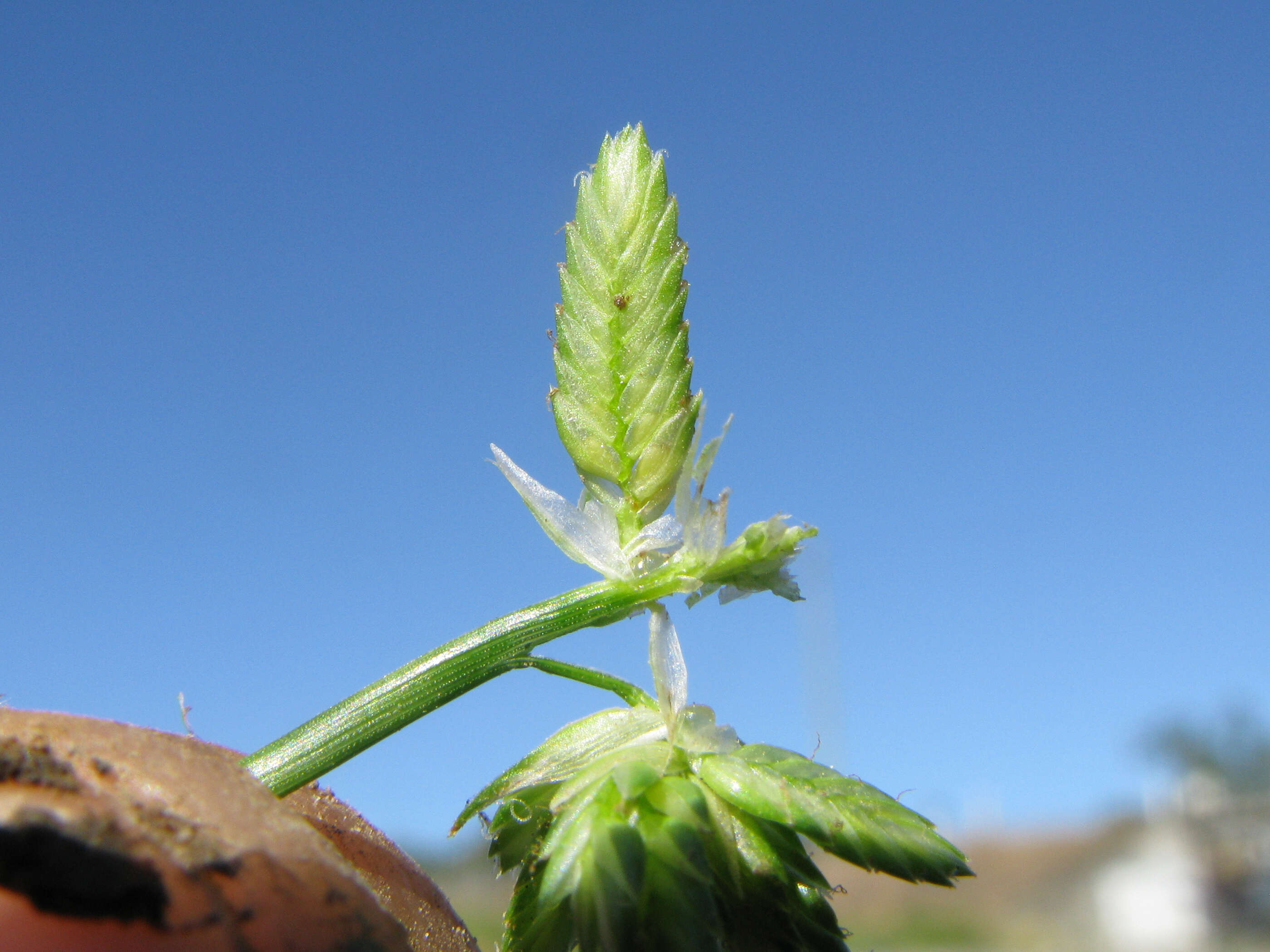 Image of Tall flatsedge