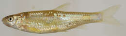 Image of Eastern Silvery Minnow