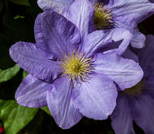 Слика од Clematis alpina (L.) Miller