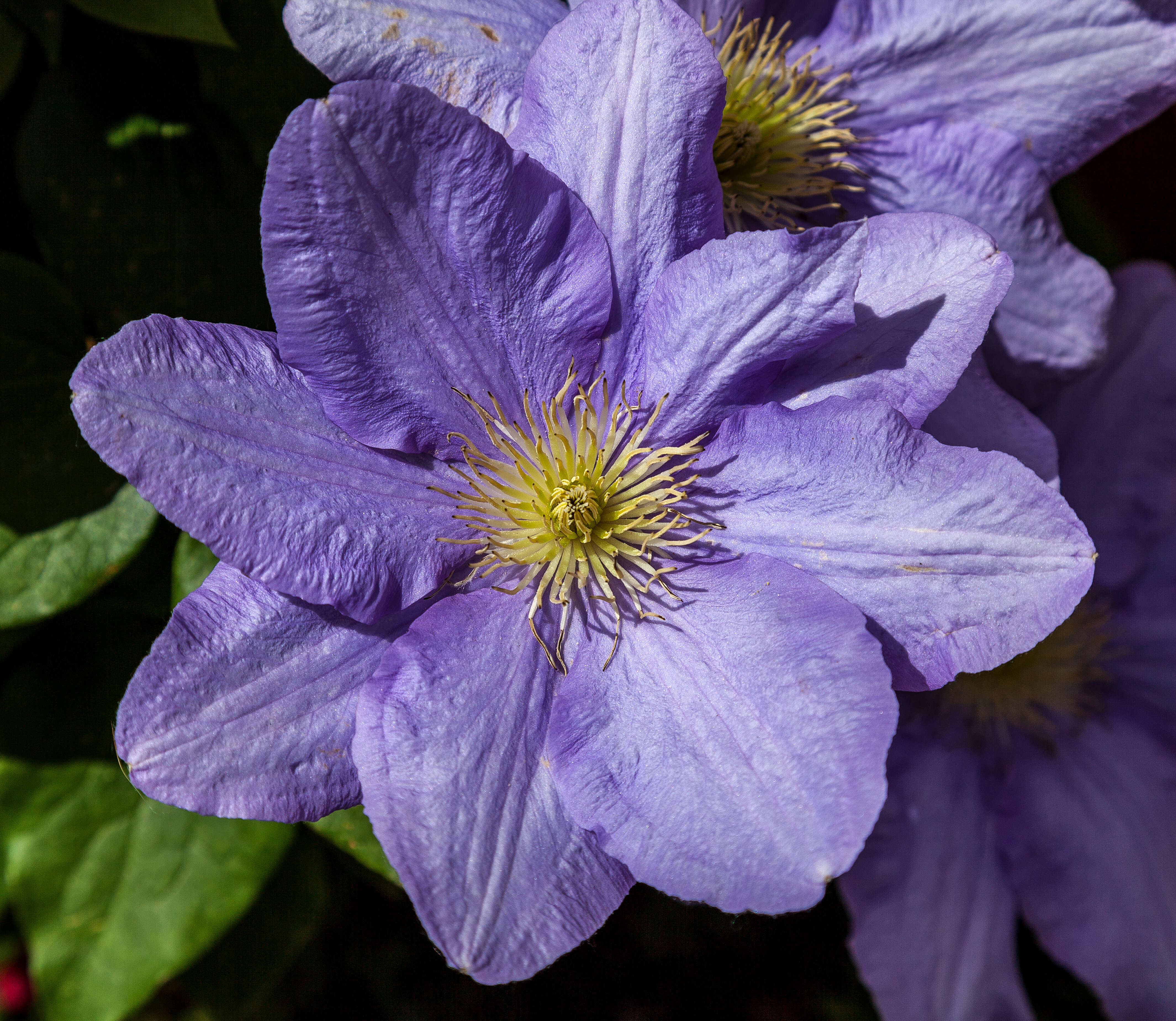 Слика од Clematis alpina (L.) Miller