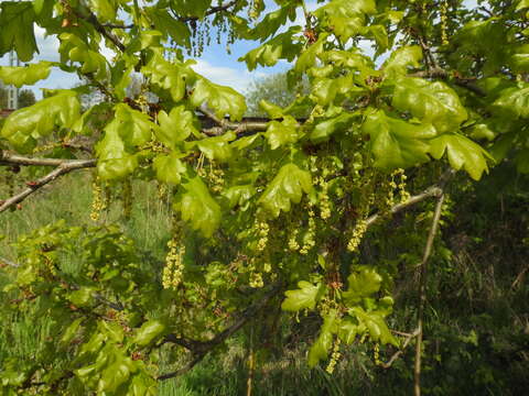 Image de Chêne Pédonculé