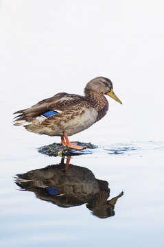 Image of Common Mallard