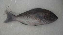 Image of Black Snapper