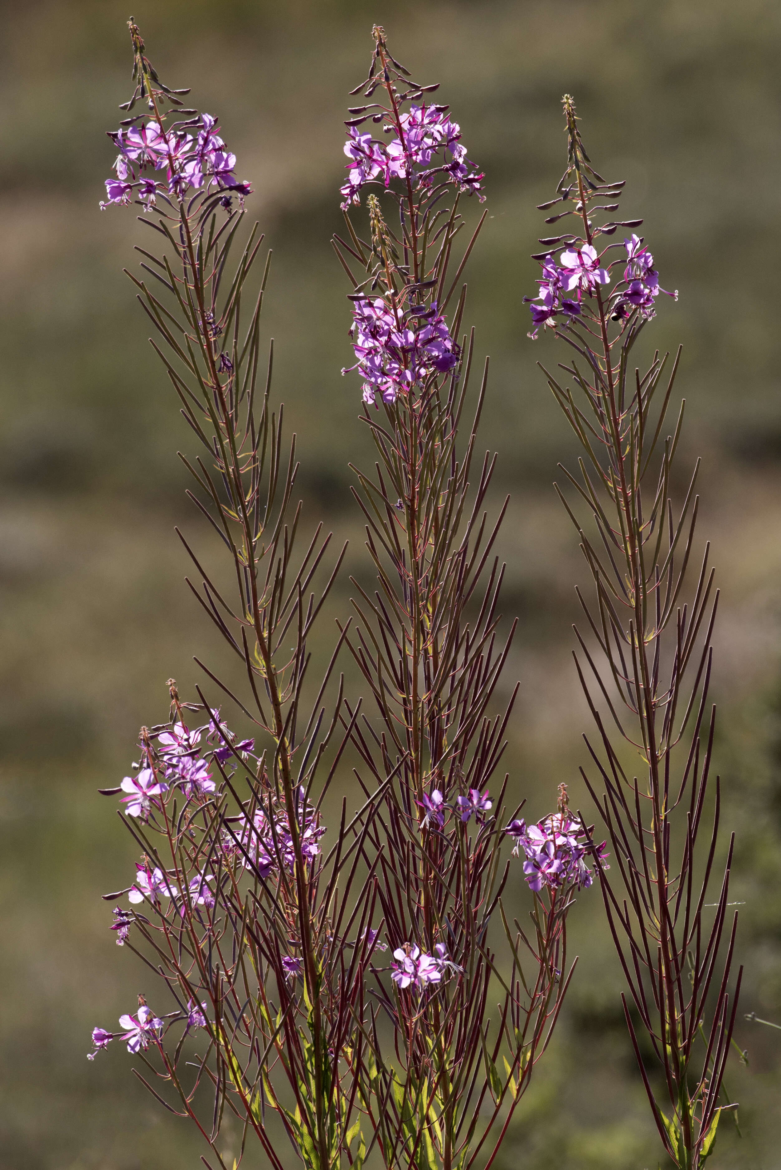 Image of Narrow-Leaf Fireweed