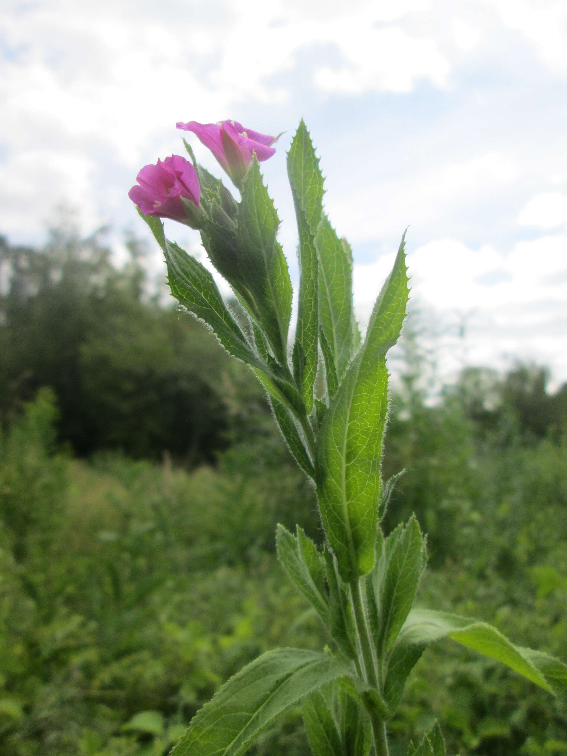 Image of Great Willowherb