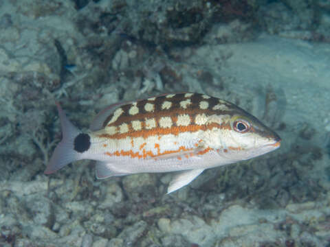 Image of Checkered Seaperch