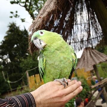 صورة Amazona guatemalae (Sclater & PL 1860)