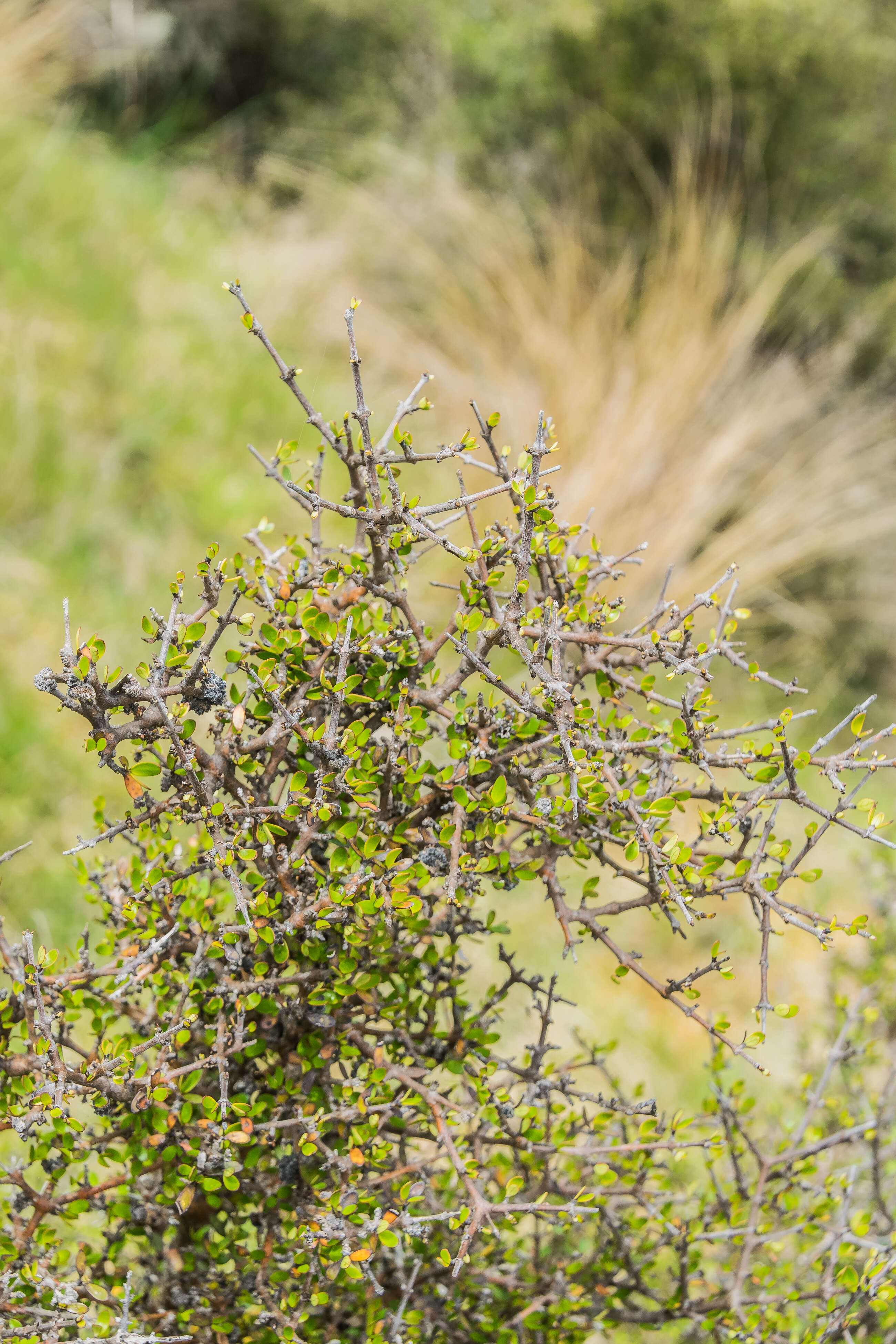 Image of maidenhair vine