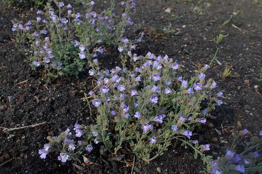 Слика од Chaenorhinum origanifolium (L.) Fourr.