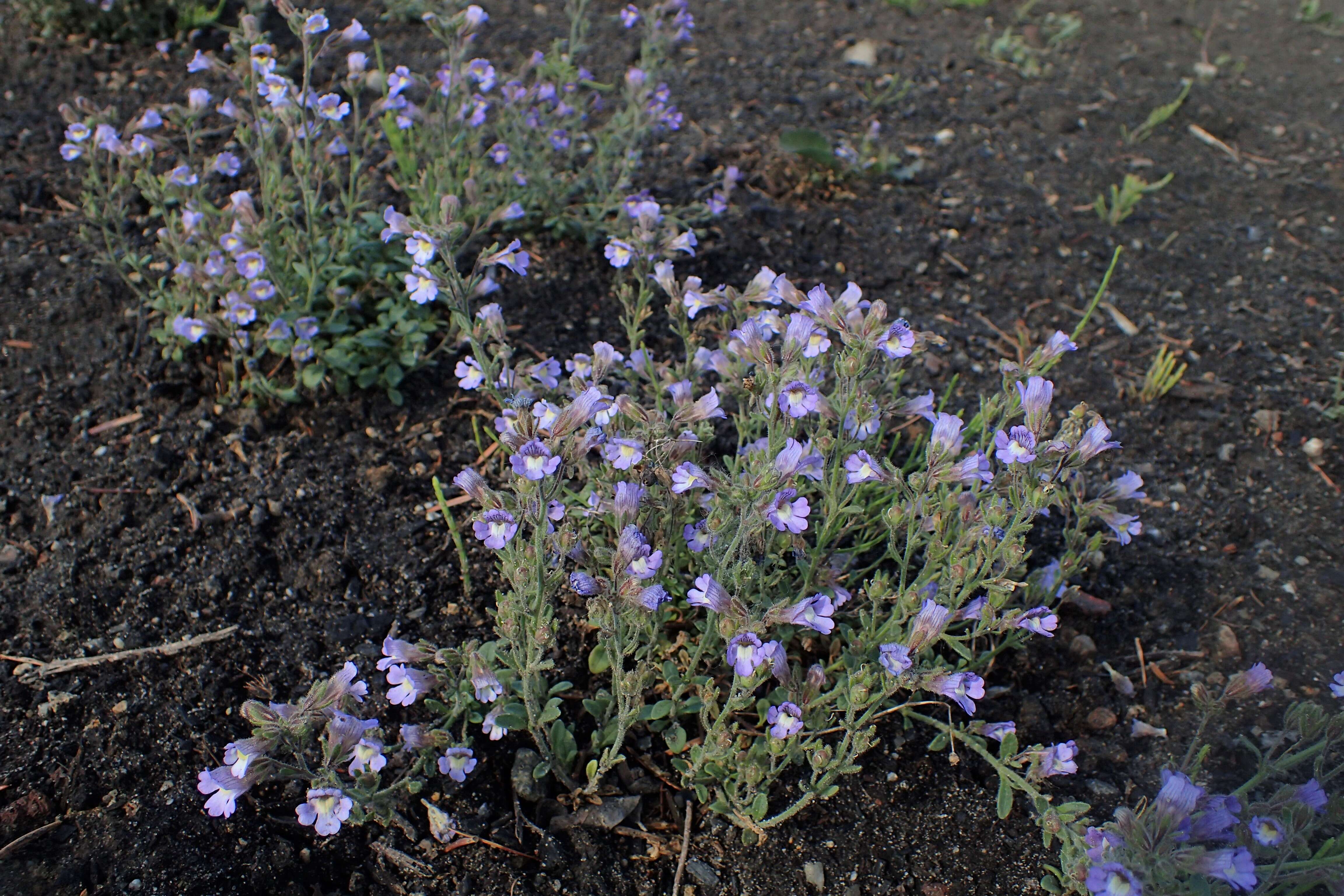 Image of Chaenorhinum origanifolium (L.) Fourr.