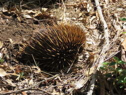 Image of Short-beaked Echidnas