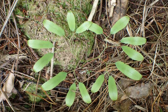 Image of Lygodium articulatum A. Rich.