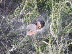 Image of Agelena labyrinthica (Clerck 1757)