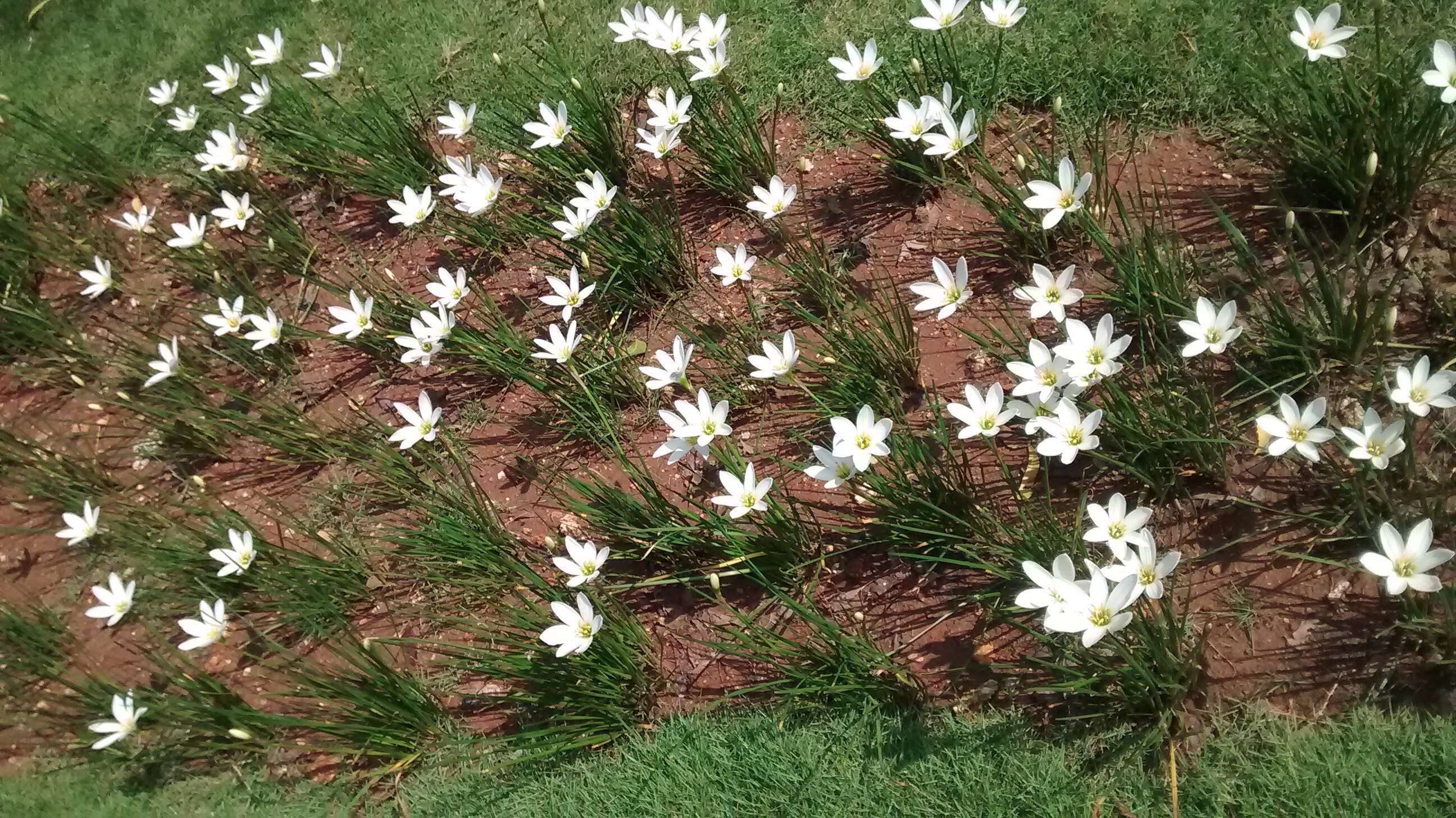 صورة Zephyranthes