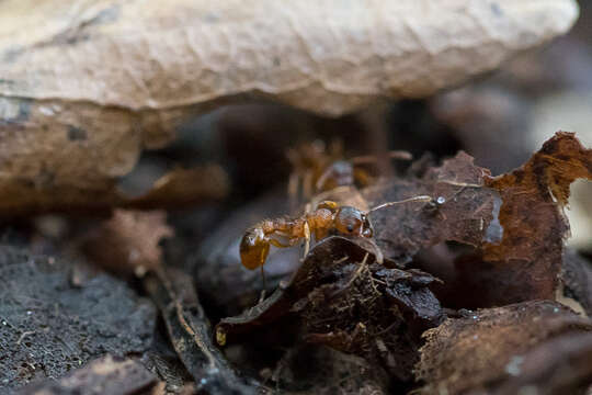 Image of Myrmica ruginodis Nylander 1846