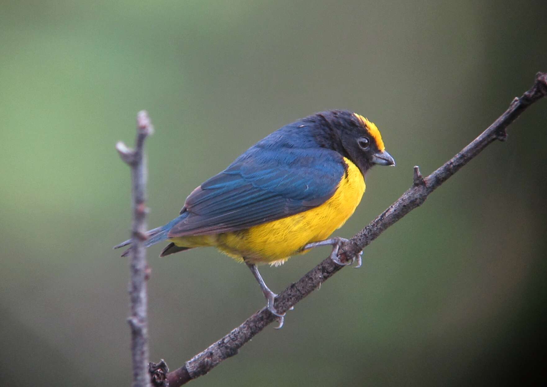 Image of Orange-bellied Euphonia