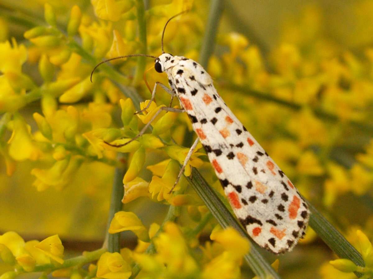 Image of crimson speckled