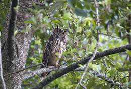 Image of Indian Eagle-Owl