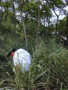 Image of ivy gourd