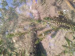 Image of western waterweed