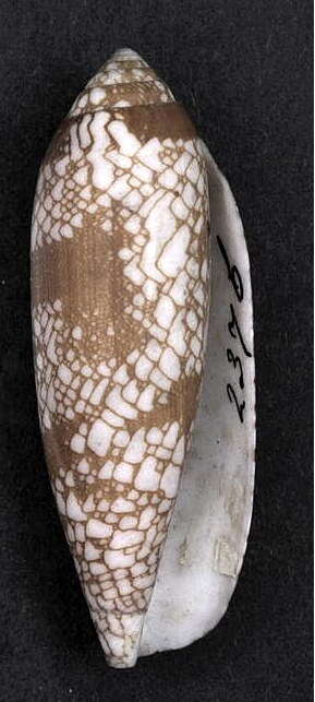 Image of Conus auratinus da Motta 1982