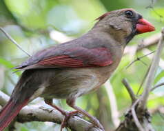 Image of Cardinalis Bonaparte 1838