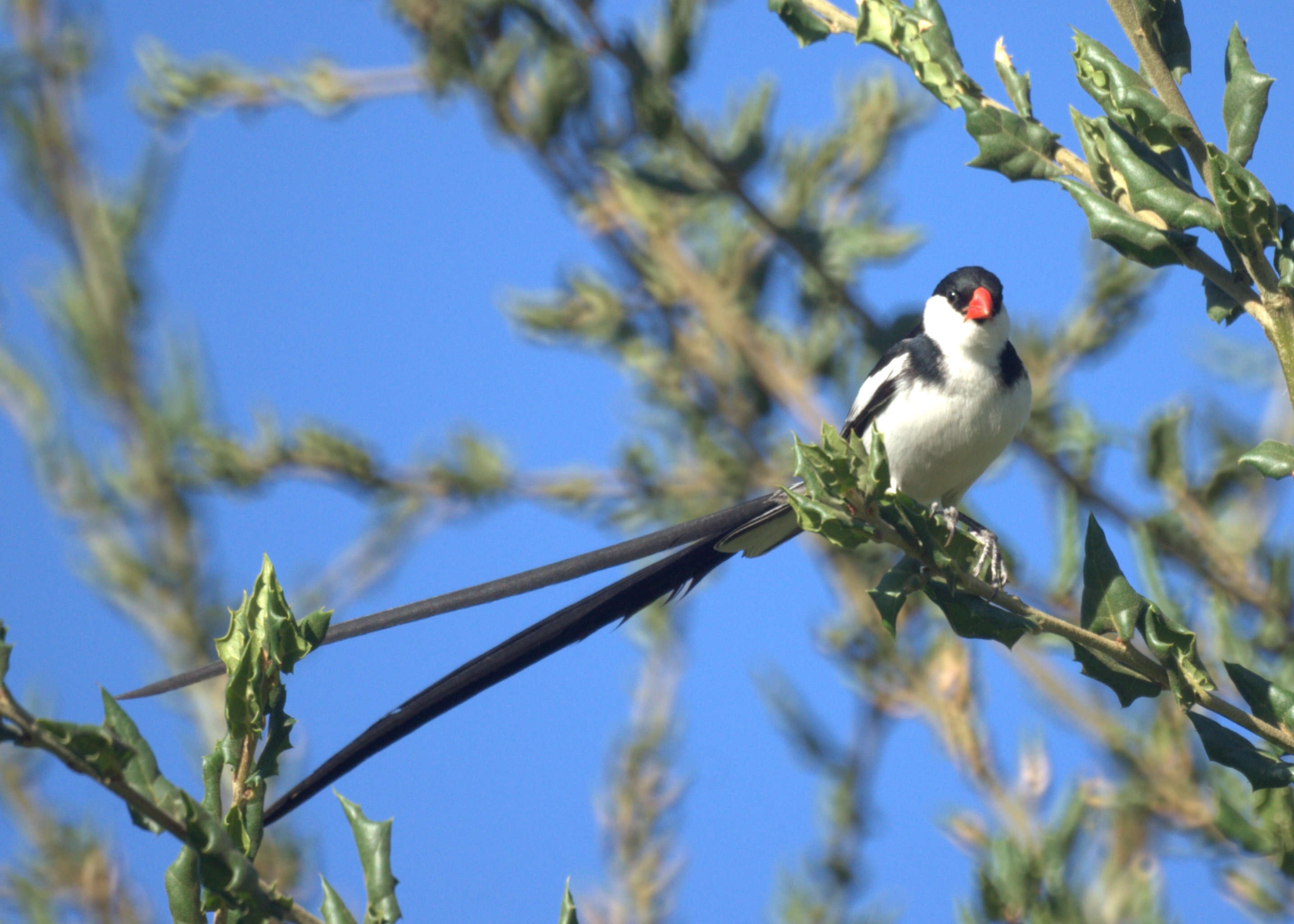 Image of Pin-tailed Whydah