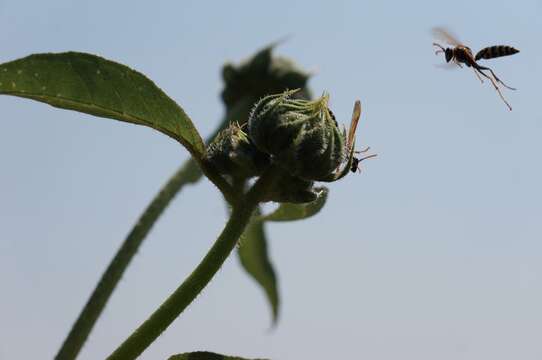 Imagem de Polistes dominula (Christ 1791)