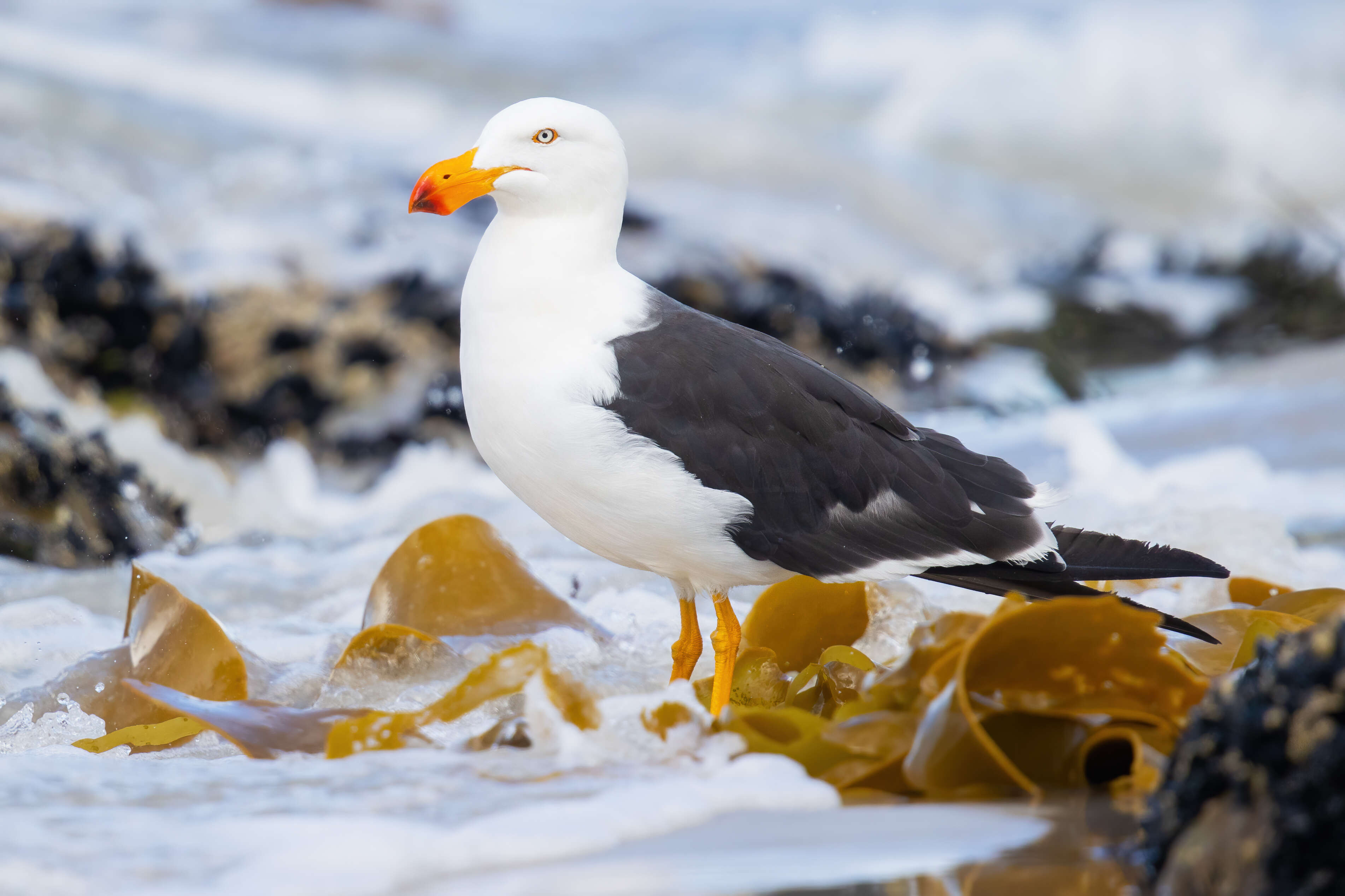 Image of Pacific Gull