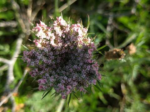 Image of Queen Anne's lace