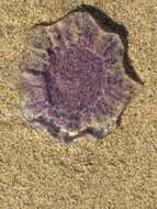 Image of Blue Jellyfish