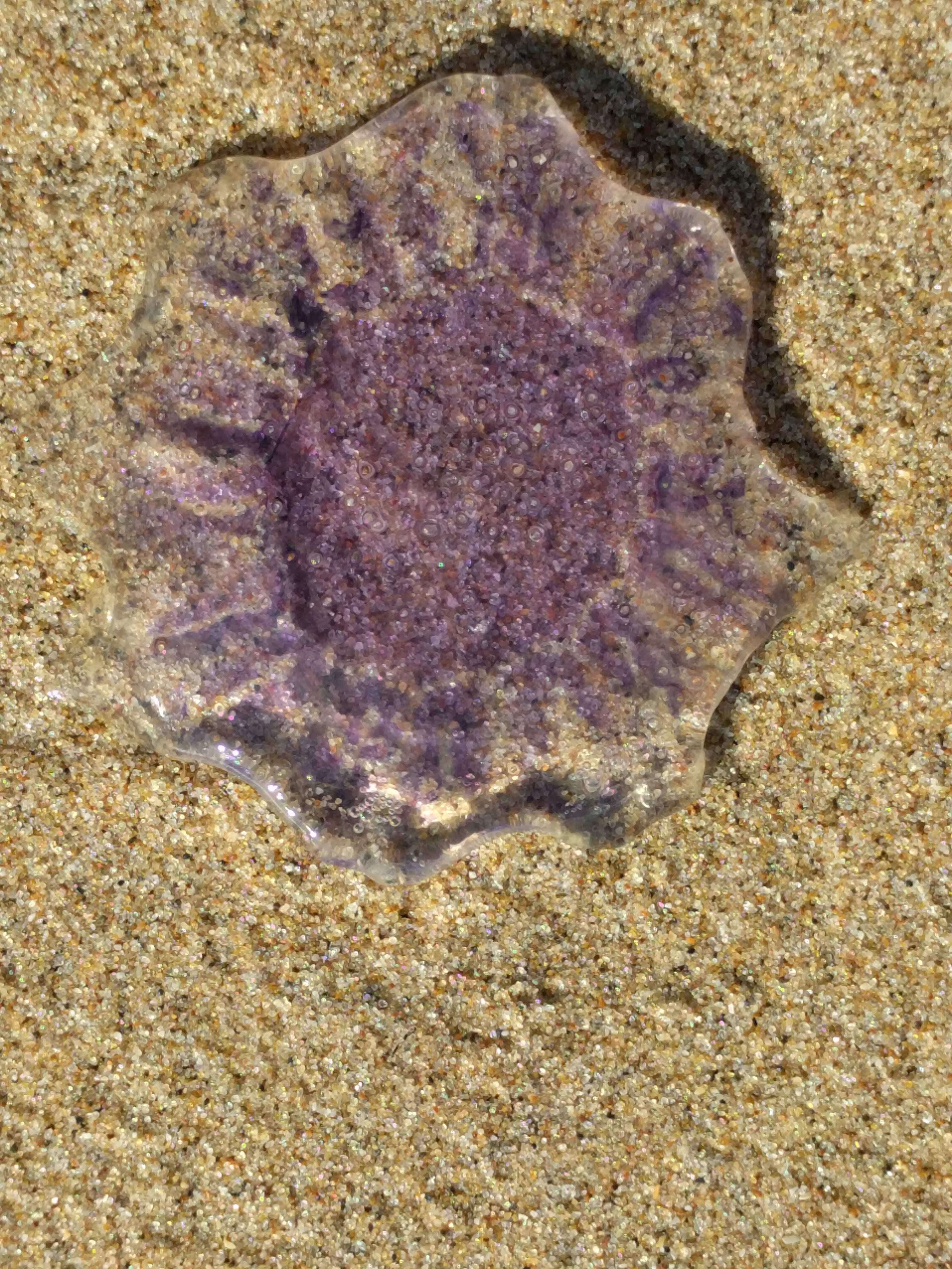 Image of Blue Jellyfish