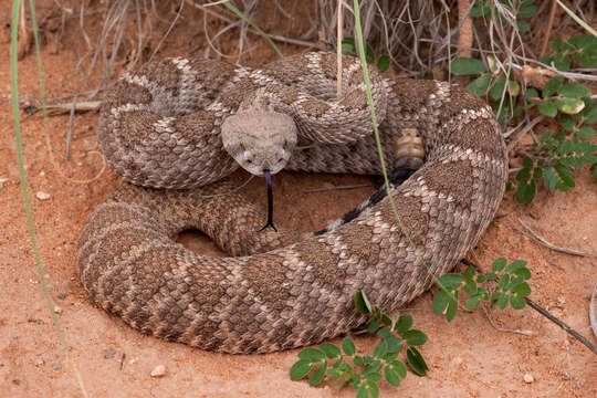 Image of Western Diamond-backed Rattlesnake