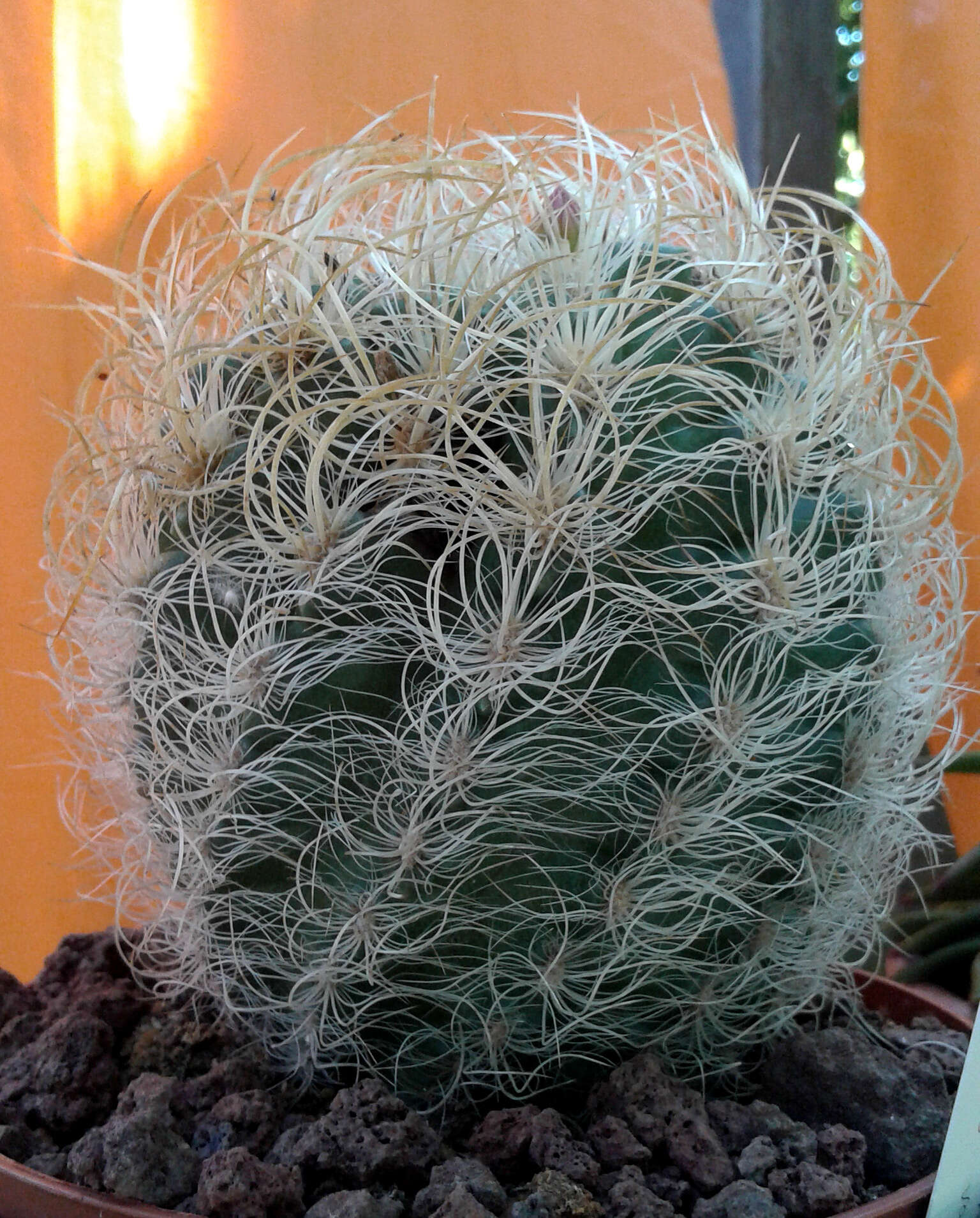 Image of Cactus