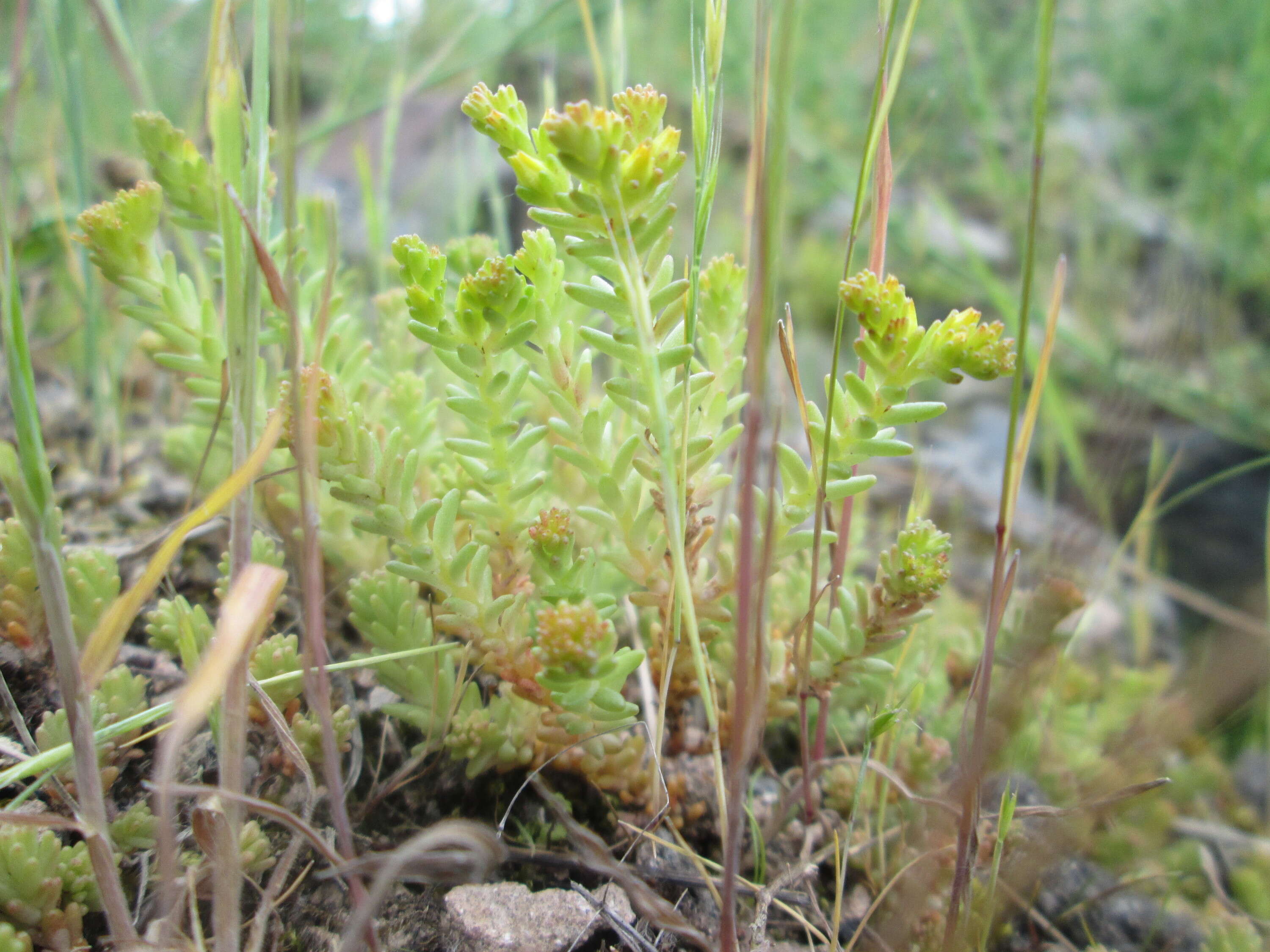 Image of Tasteless Stonecrop