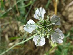 Nigella arvensis L. resmi