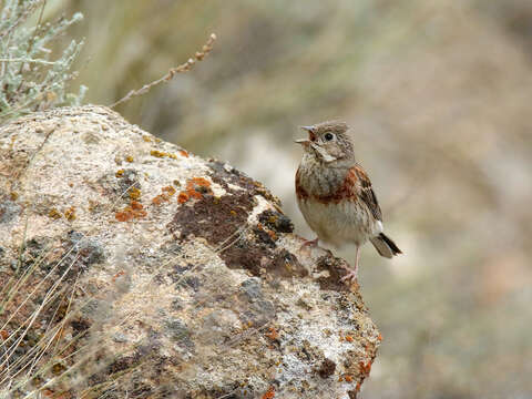 Image of Chestnut-breasted Bunting