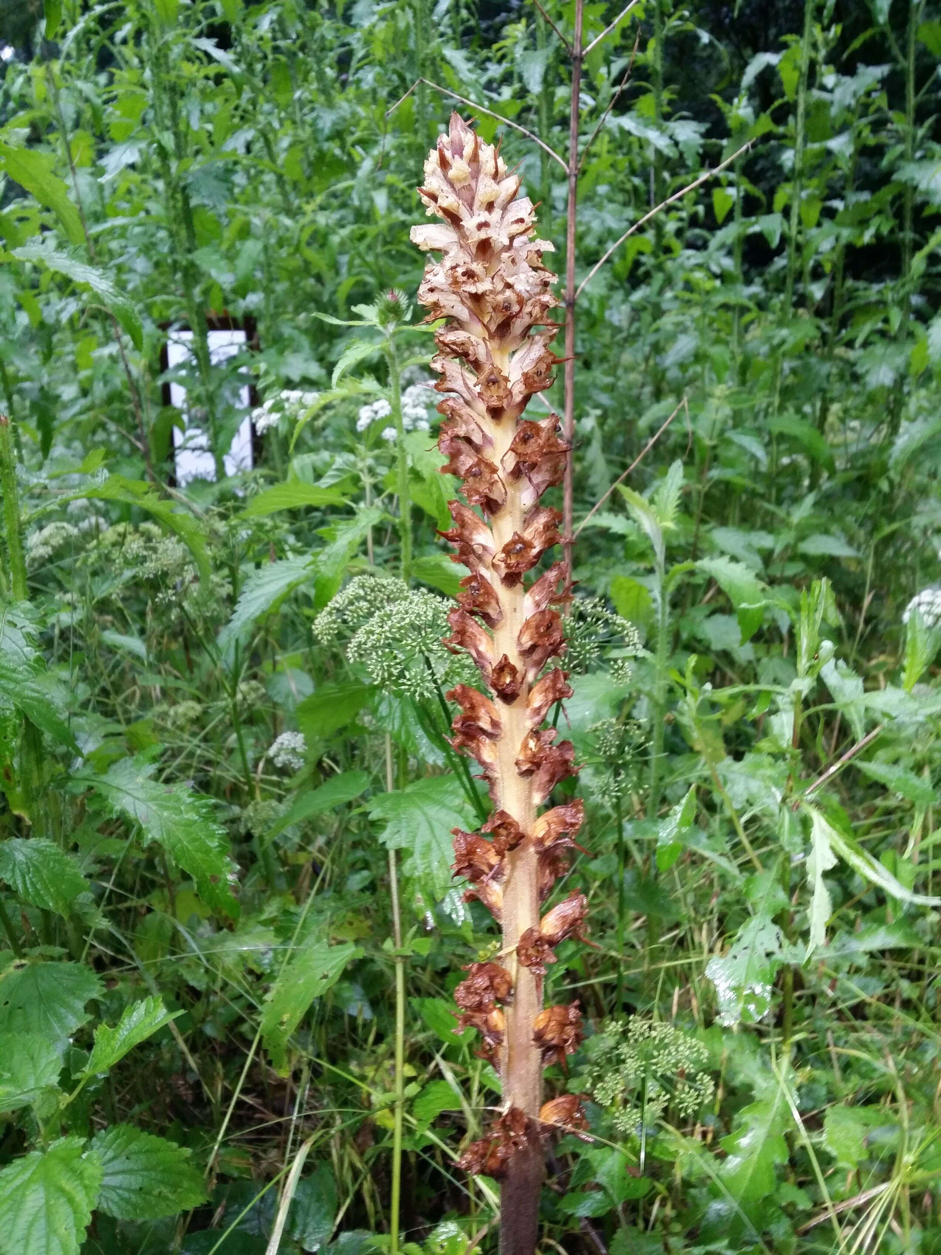 Imagem de Orobanche reticulata Wallr.