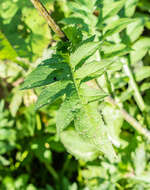 Image of Cabbage Thistle