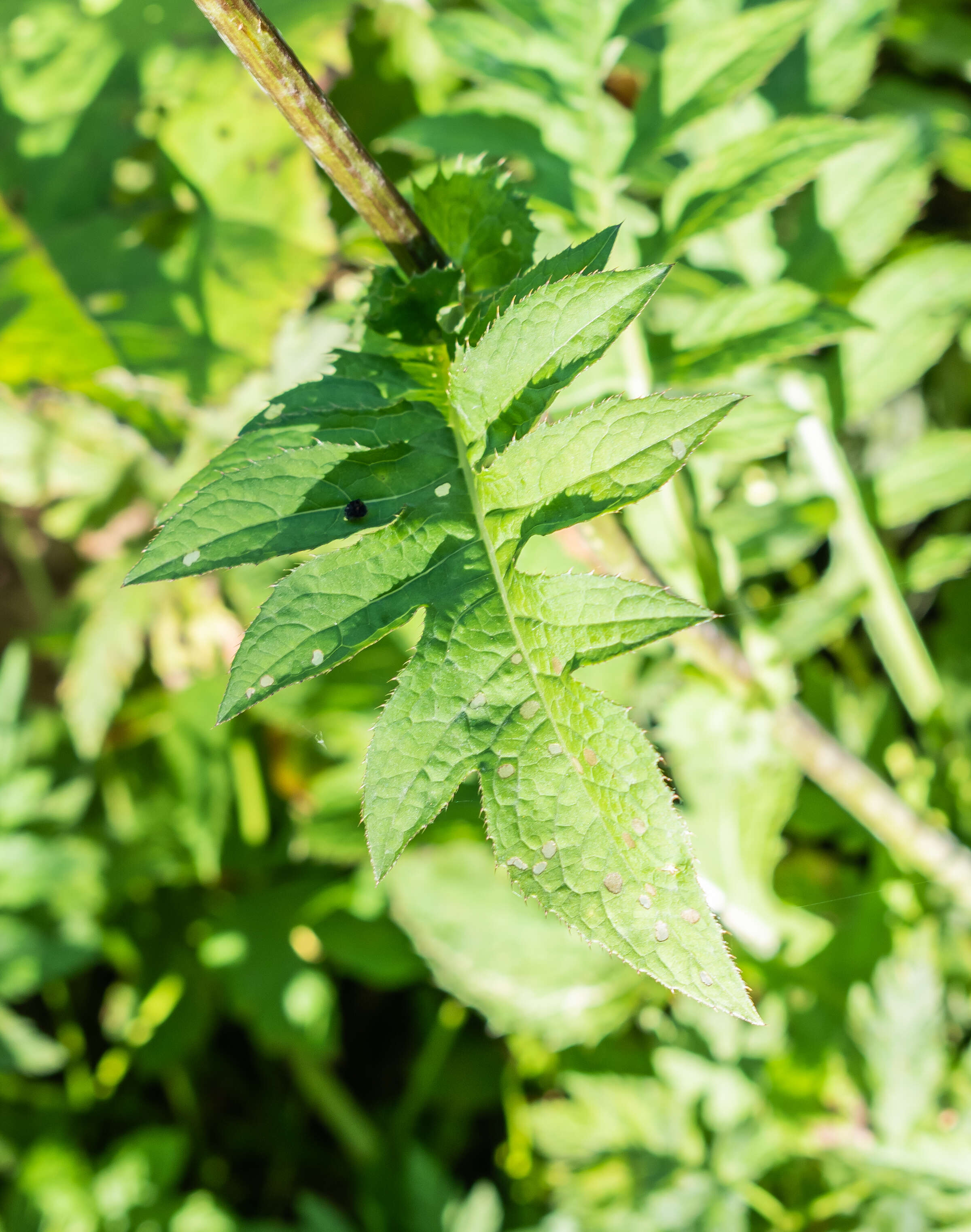 Image of Cabbage Thistle