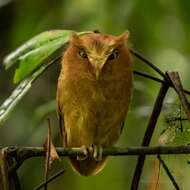 Image of Serendib Scops Owl