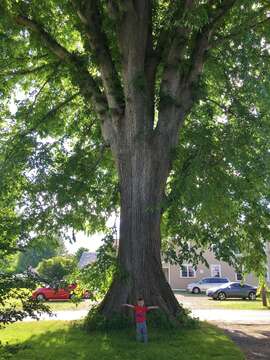 Image of American elm