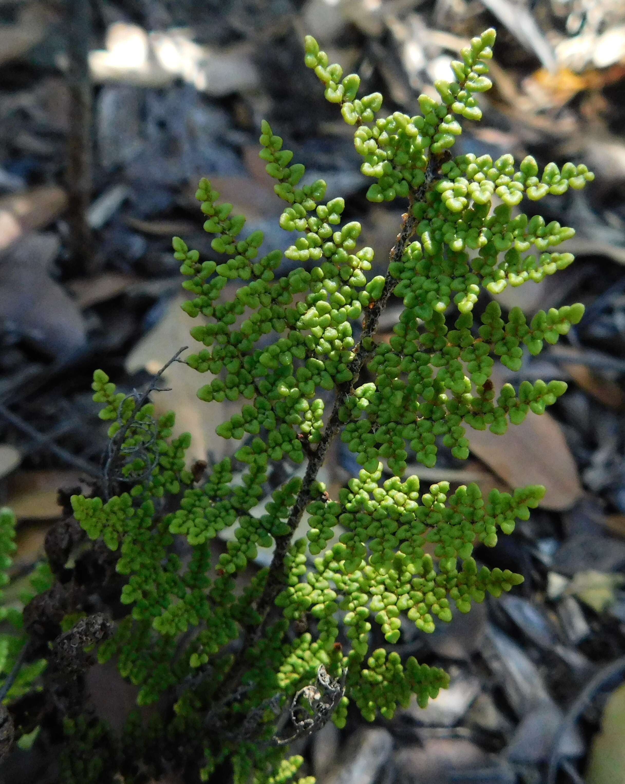 Image of Cleveland's lipfern