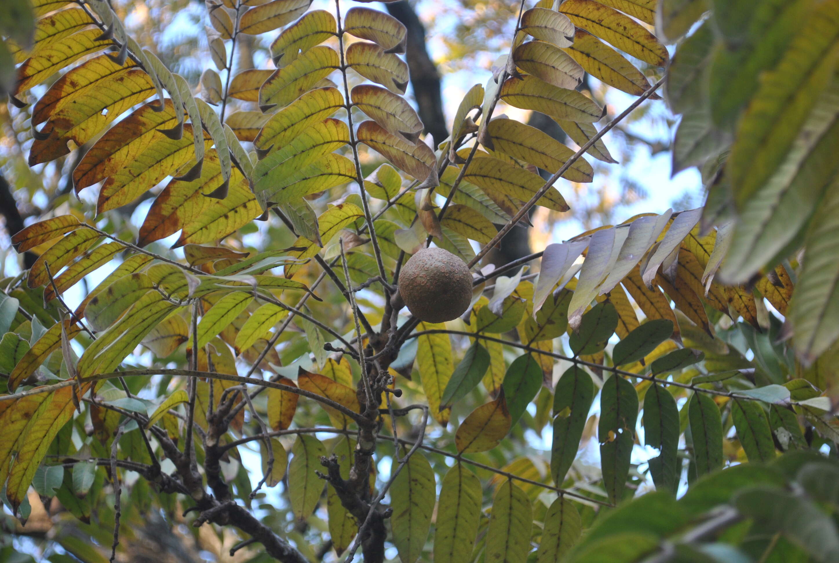 Image of Cedar