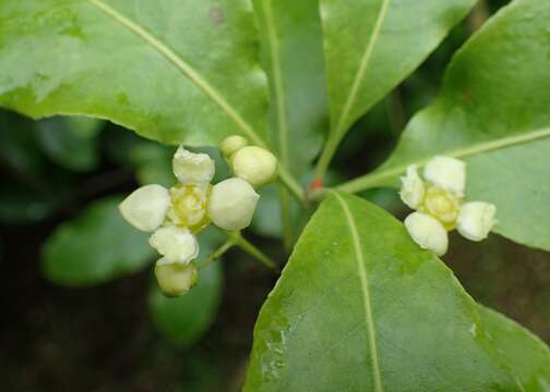 Слика од Euonymus carnosus Hemsl.