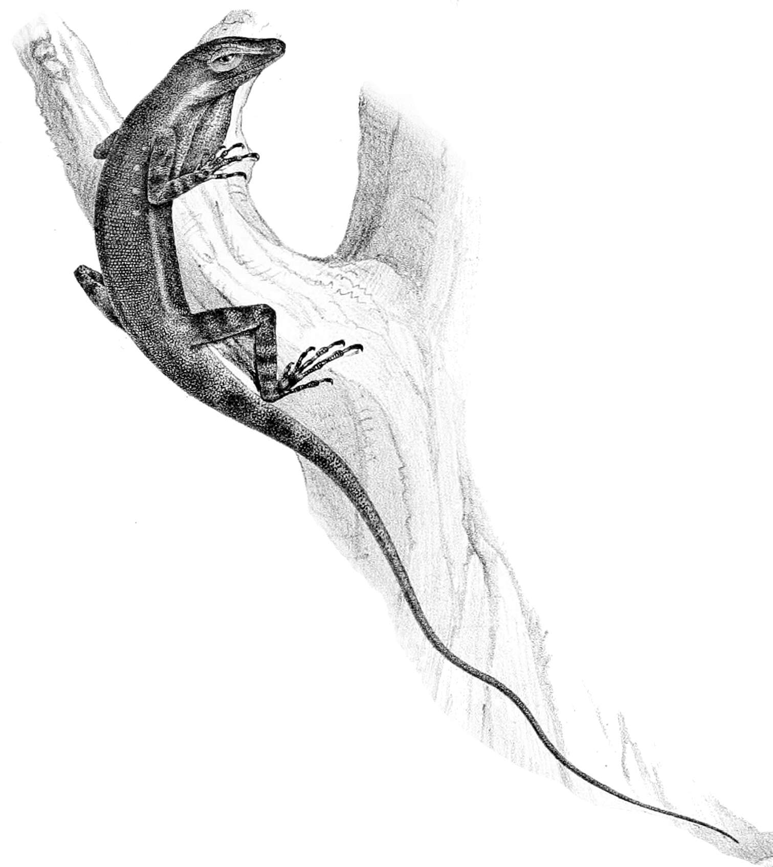 Image of Anolis oxylophus Cope 1875