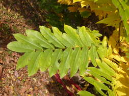 Image of Caucasian Wingnut