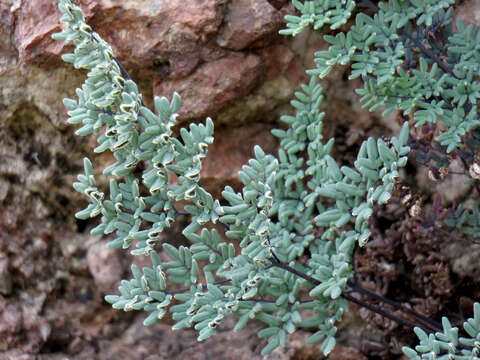 Image of false cloak fern