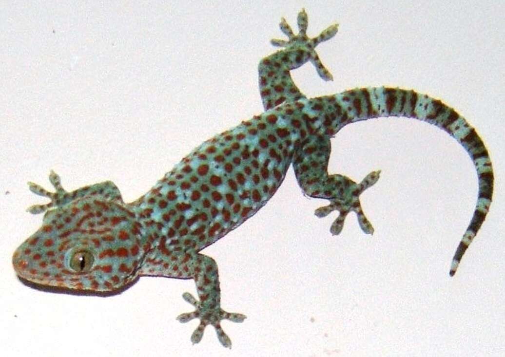 Image of Tokay Gecko