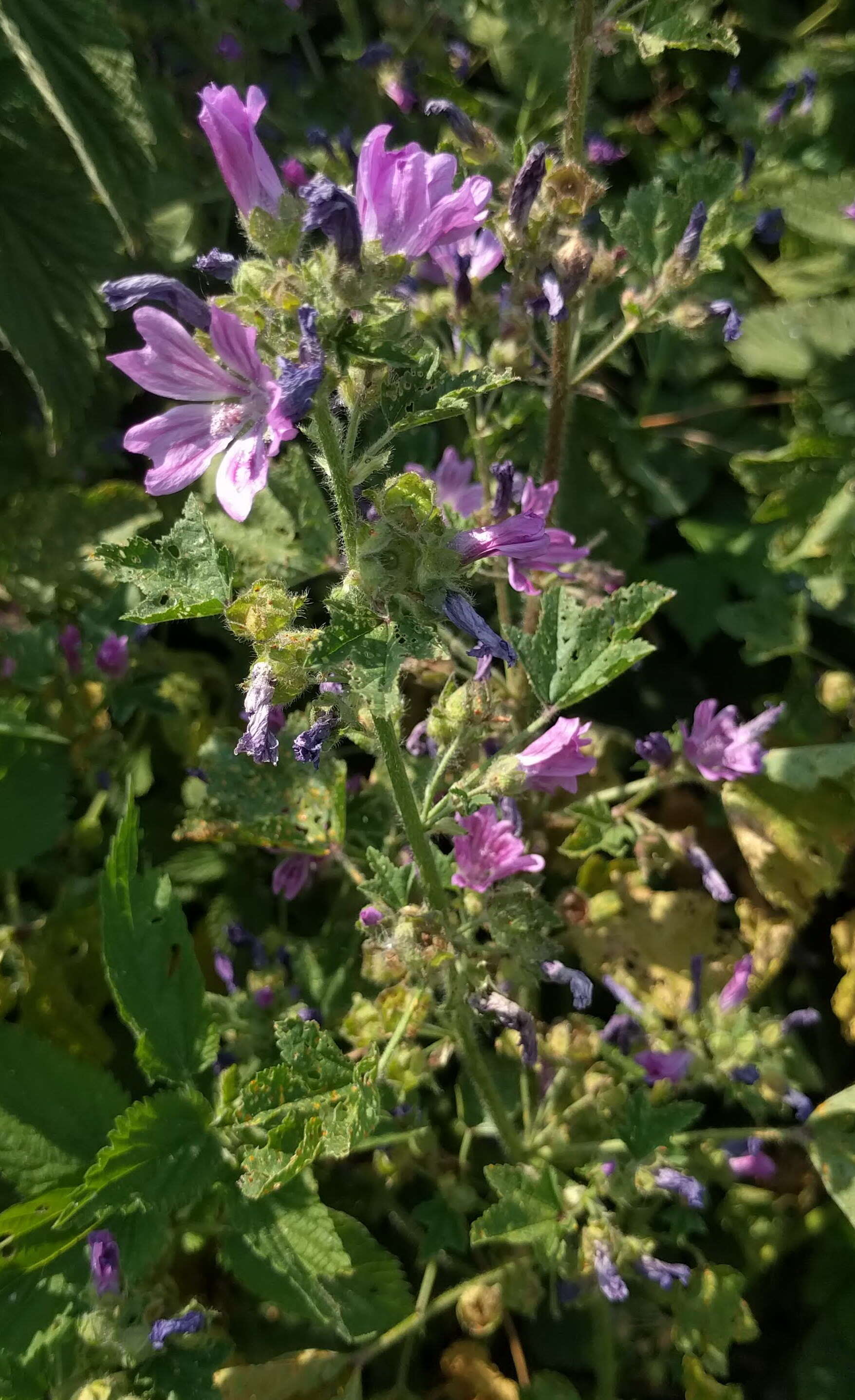 Image of high mallow